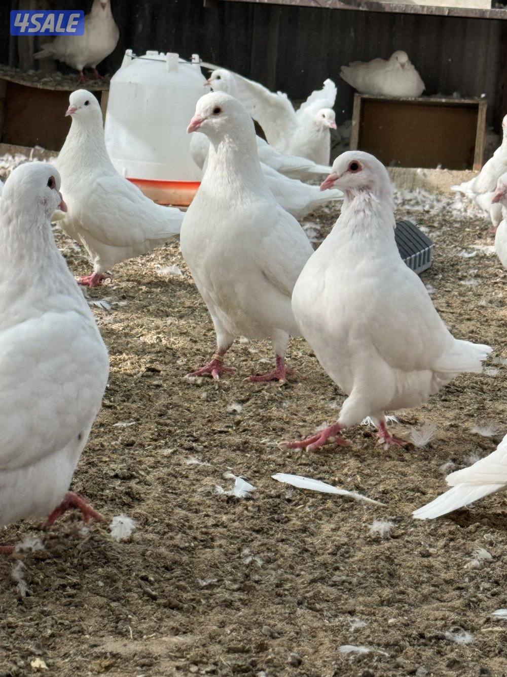 حمام لاحم مطور7