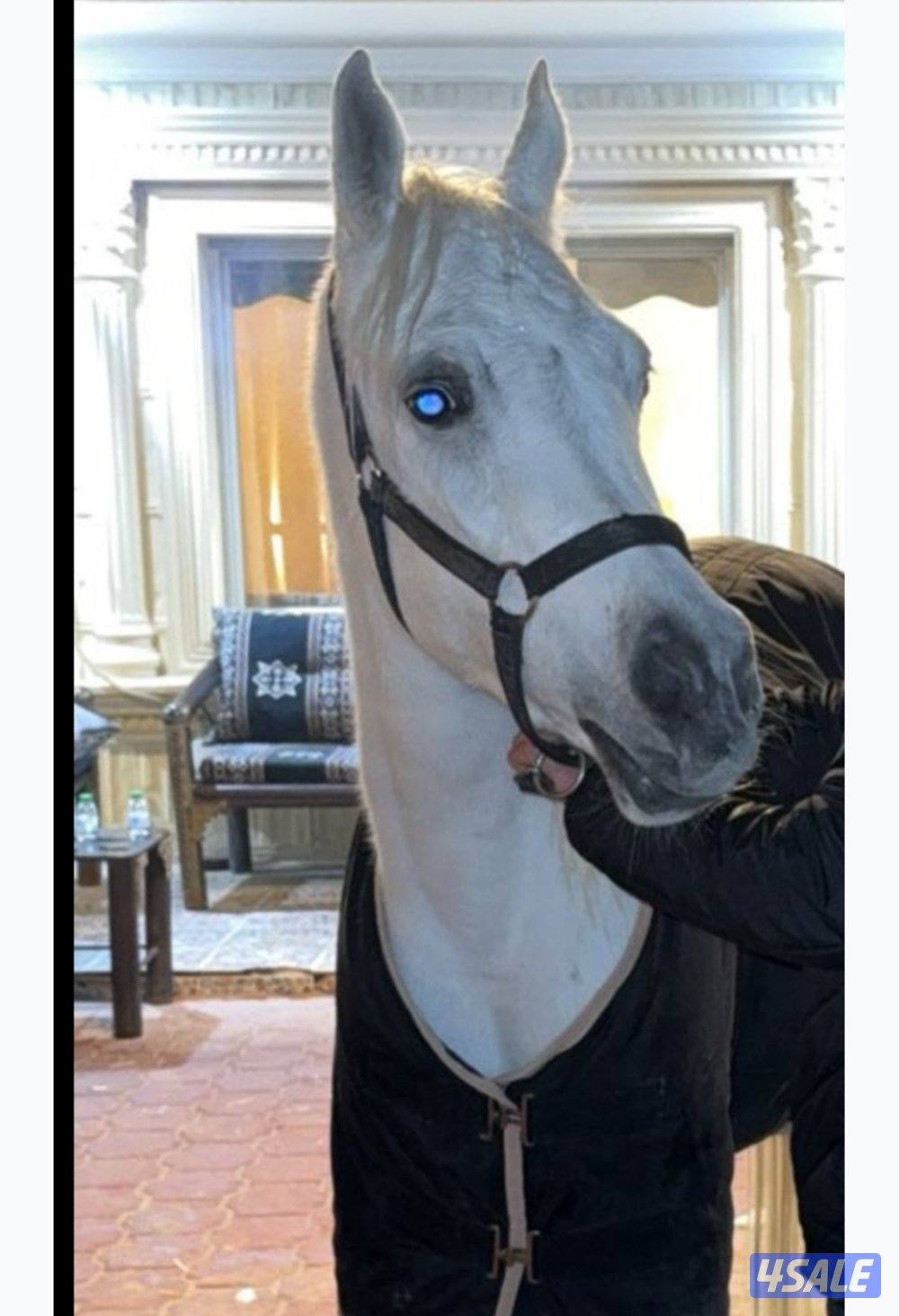 فرس بلدي للبيع0