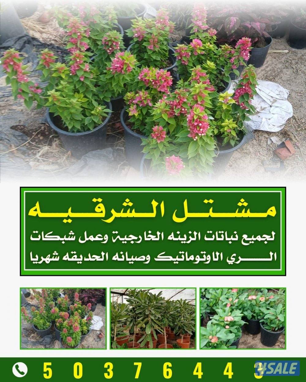 مشتل الشرقيه0