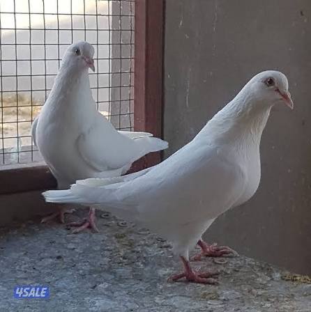 للبيع حمام لاحم فرنسي صحة طيبة شبرة الحبة ١٥٠٠ ال0