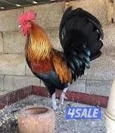 للبيع حمام لاحم فرنسي صحة طيبة شبرة الحبة ١٥٠٠ ال1