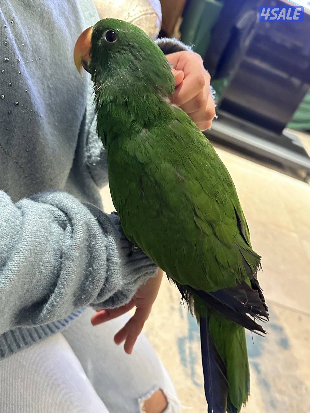 الرميثية قطعة ٨1