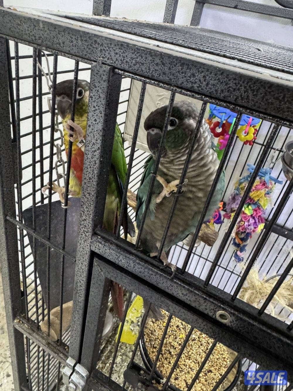 للبيع طيور0