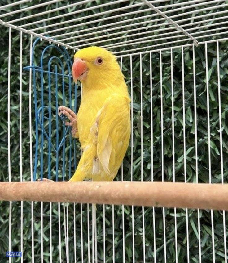 للبيع طيور2