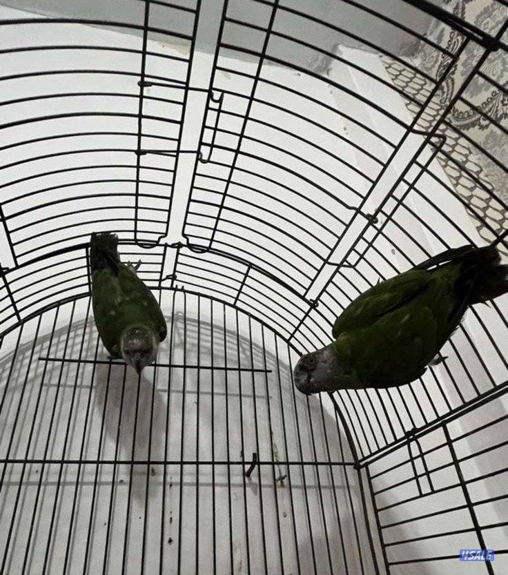 للبيع طيور1