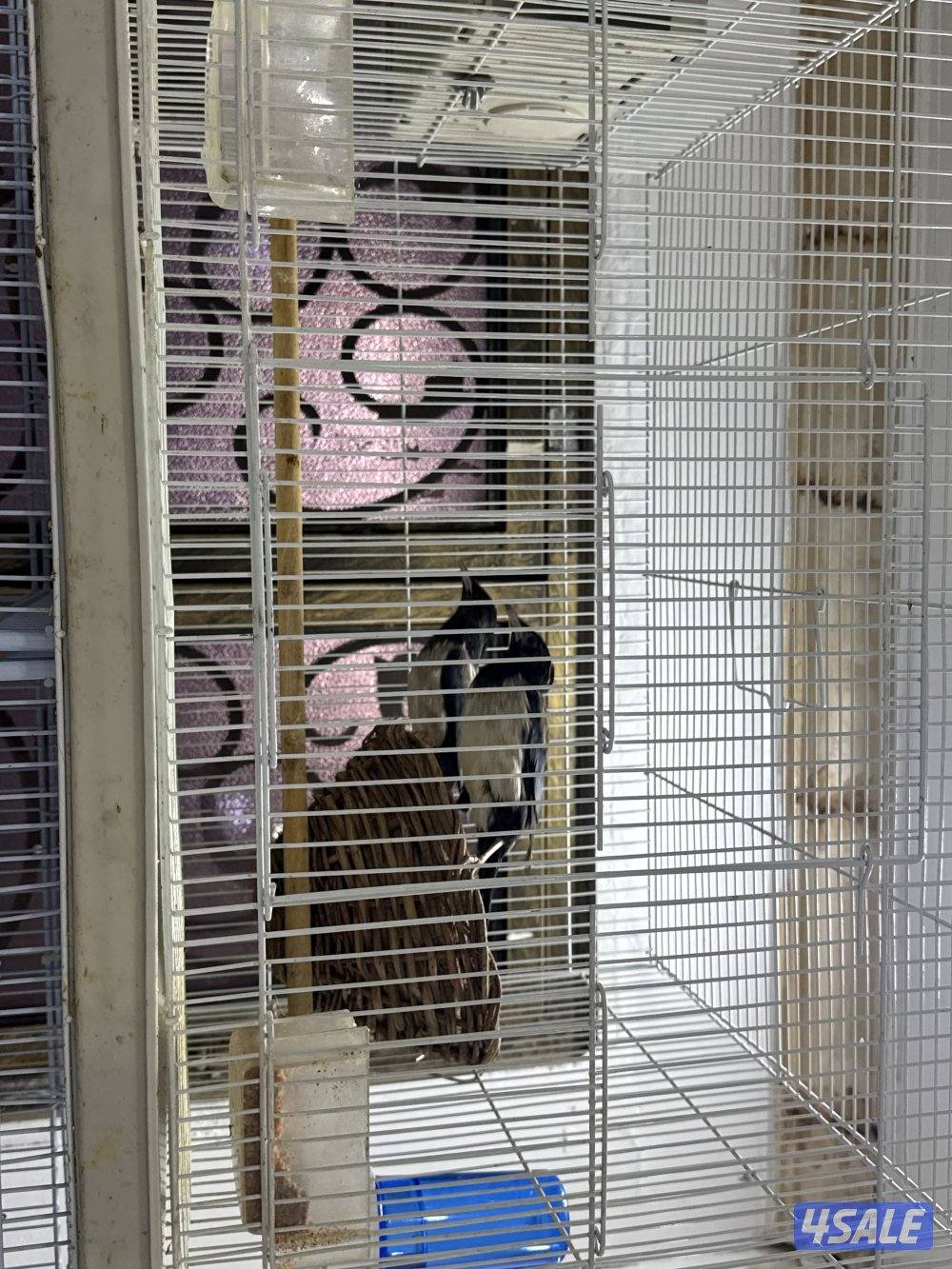 للبيع طيور3