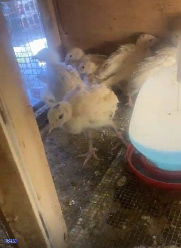 للبيع فروخ رومي عمر اسبوعين وفوق0