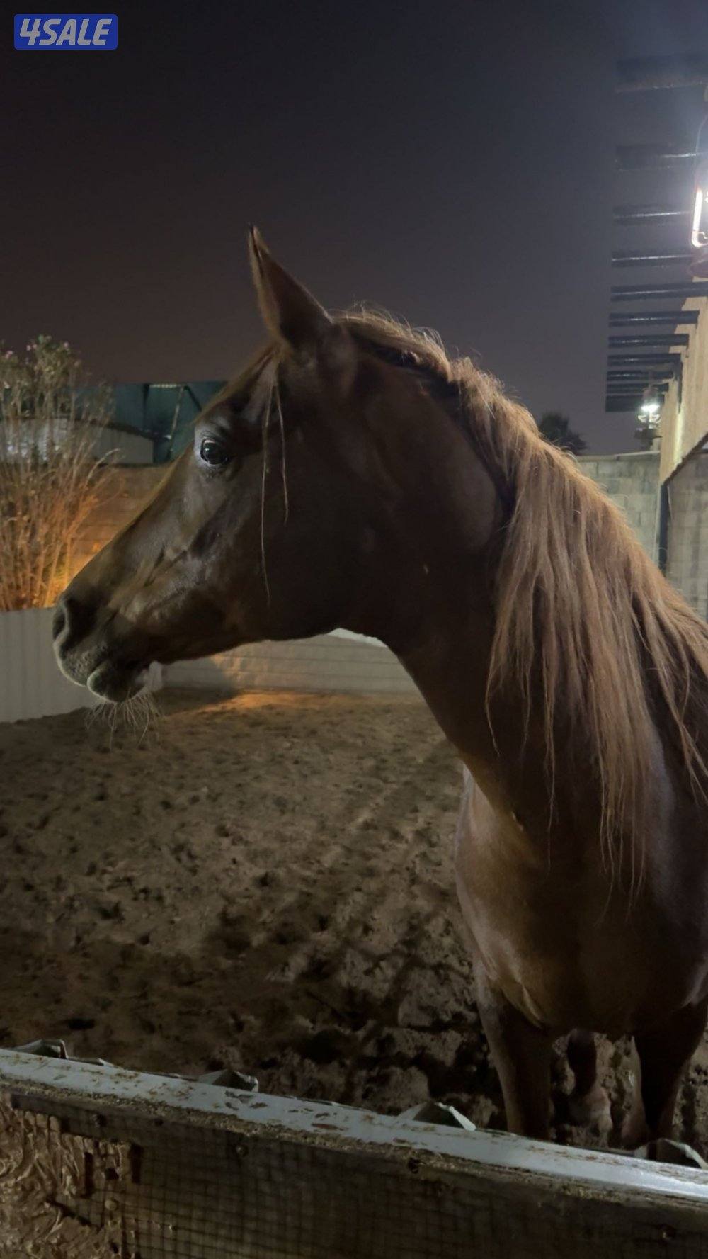 اجار فرس عربيه ساعات ويوميه0