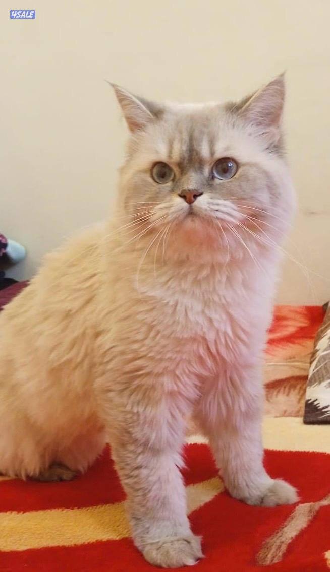 قطه سلاله برتش نشبطه ونظيفه وتحب اللعب عمرها١ سنه  معاها عدتها وتطعيم0