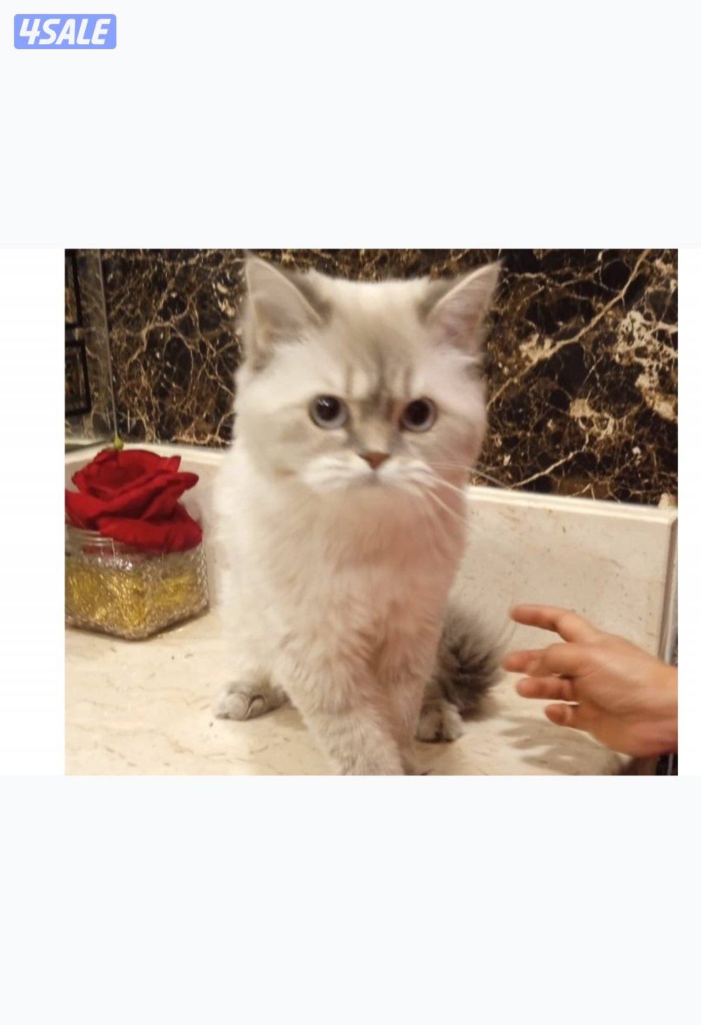 قطه سلاله برتش نشبطه ونظيفه وتحب اللعب عمرها١ سنه  معاها عدتها وتطعيم2