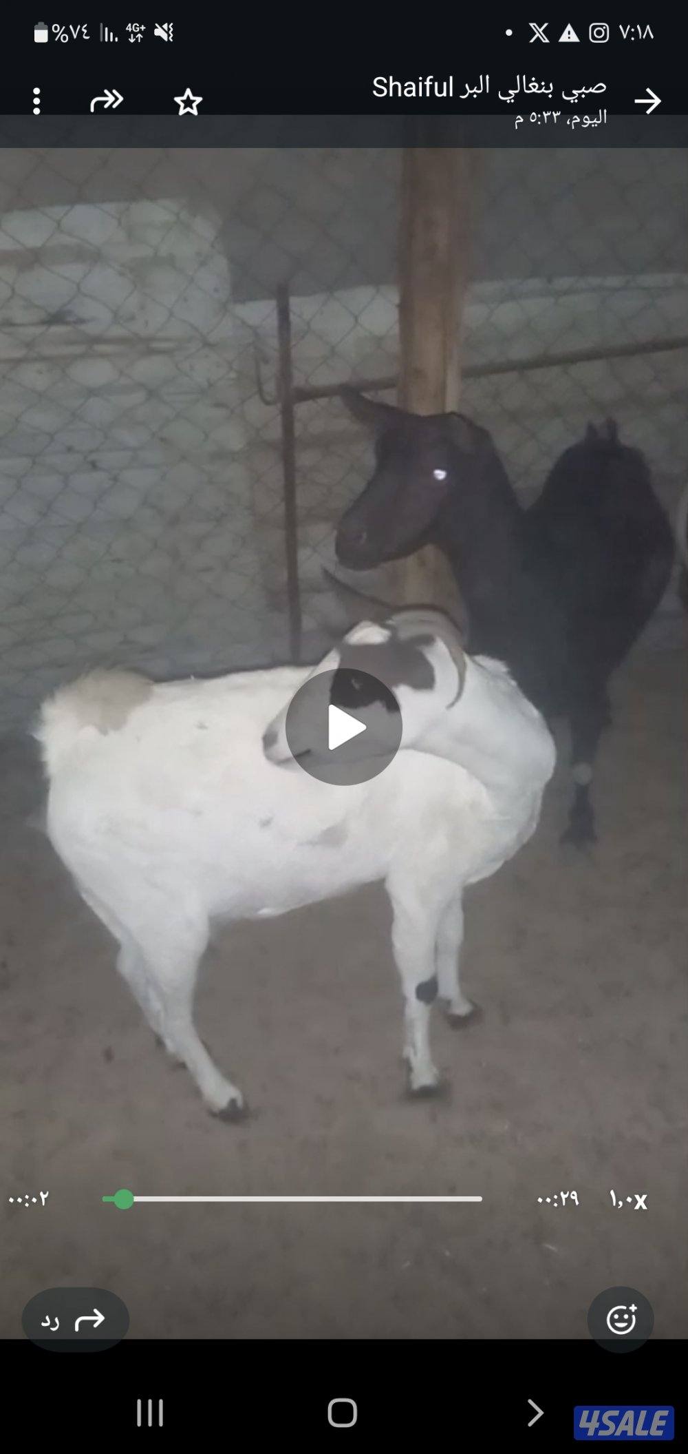 للبيع معزا بربريات دفيع ومطافيل وجلد معاها فحول اثنين خرايط0