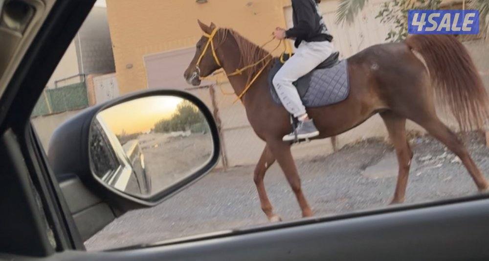 اجار فرس عربيه ساعات ويوميه1