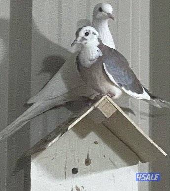 للبيع 13 حبة فاخت0