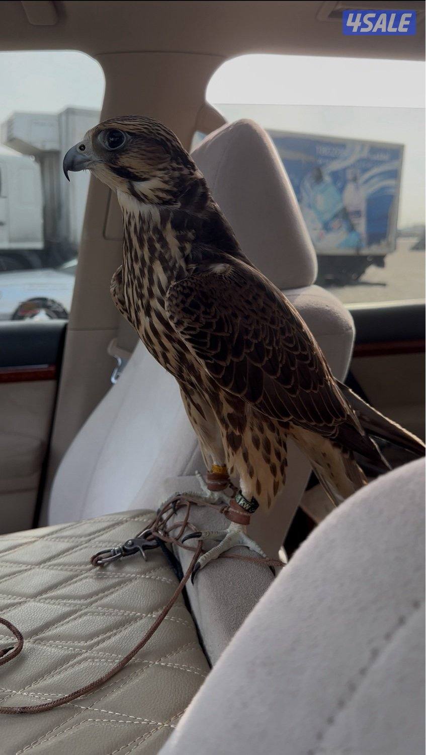 جير تبع فرخ0