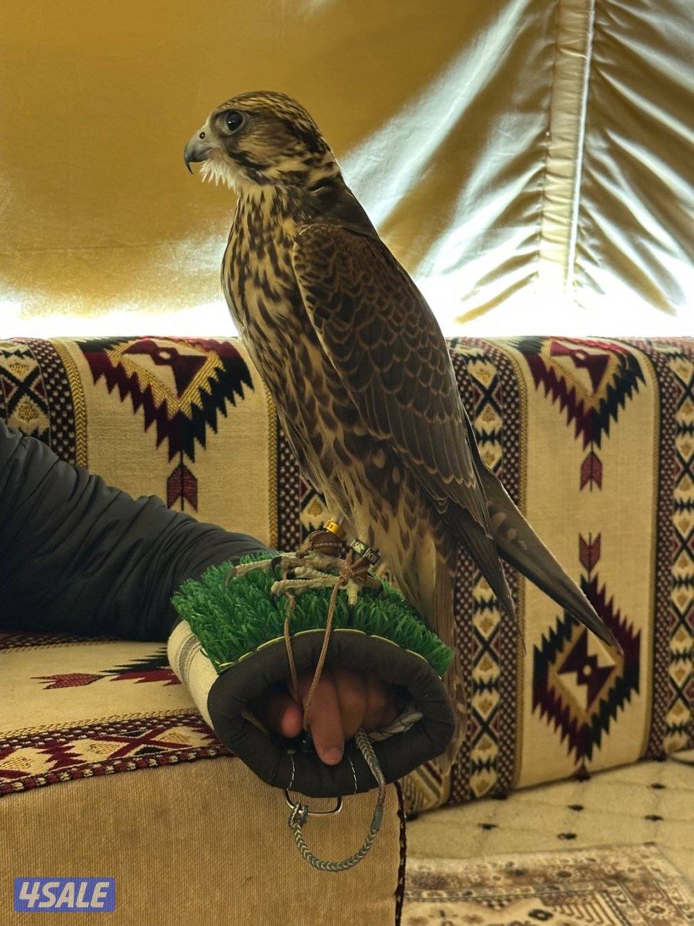 جير تبع فرخ1