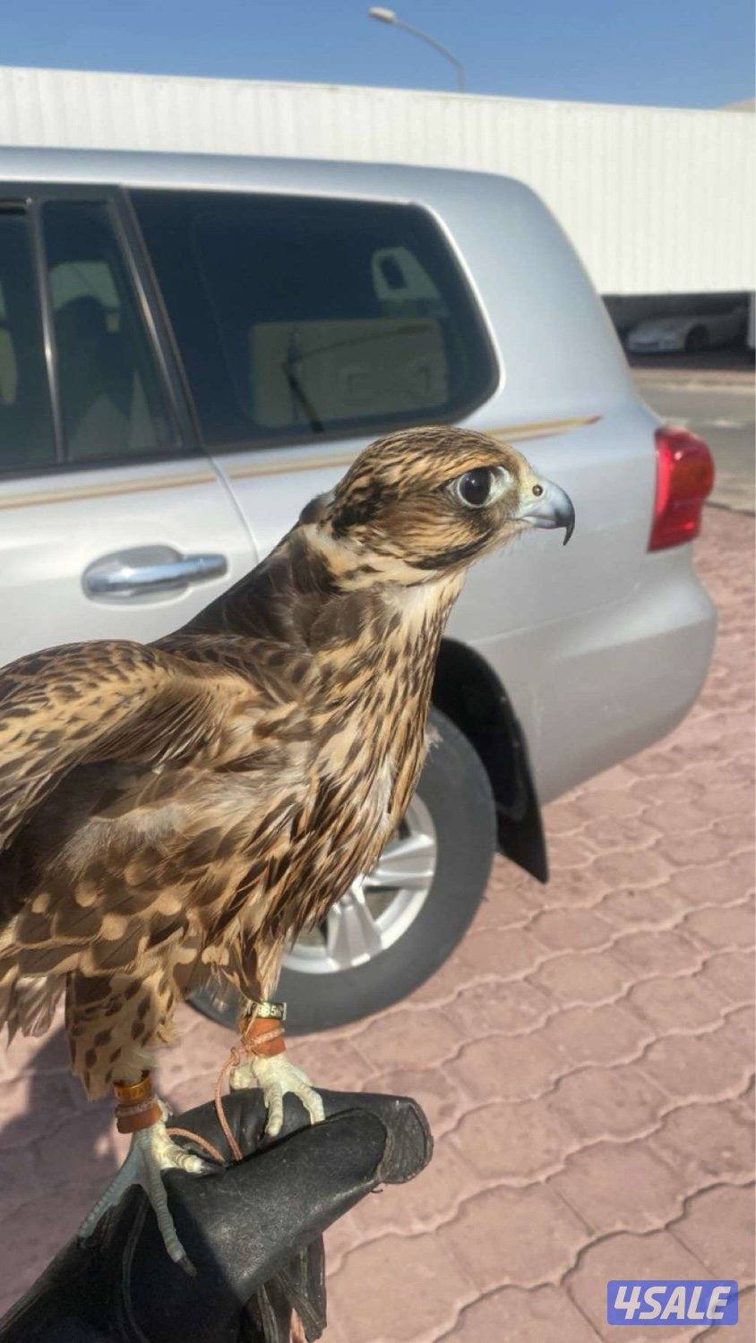 جير تبع فرخ2