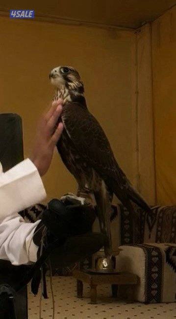 جير تبع فرخ4