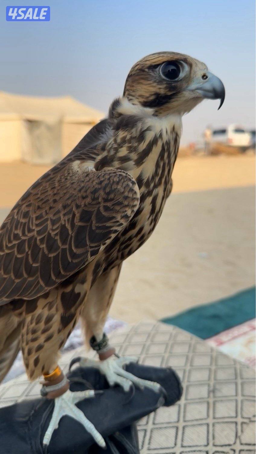 جير تبع فرخ6