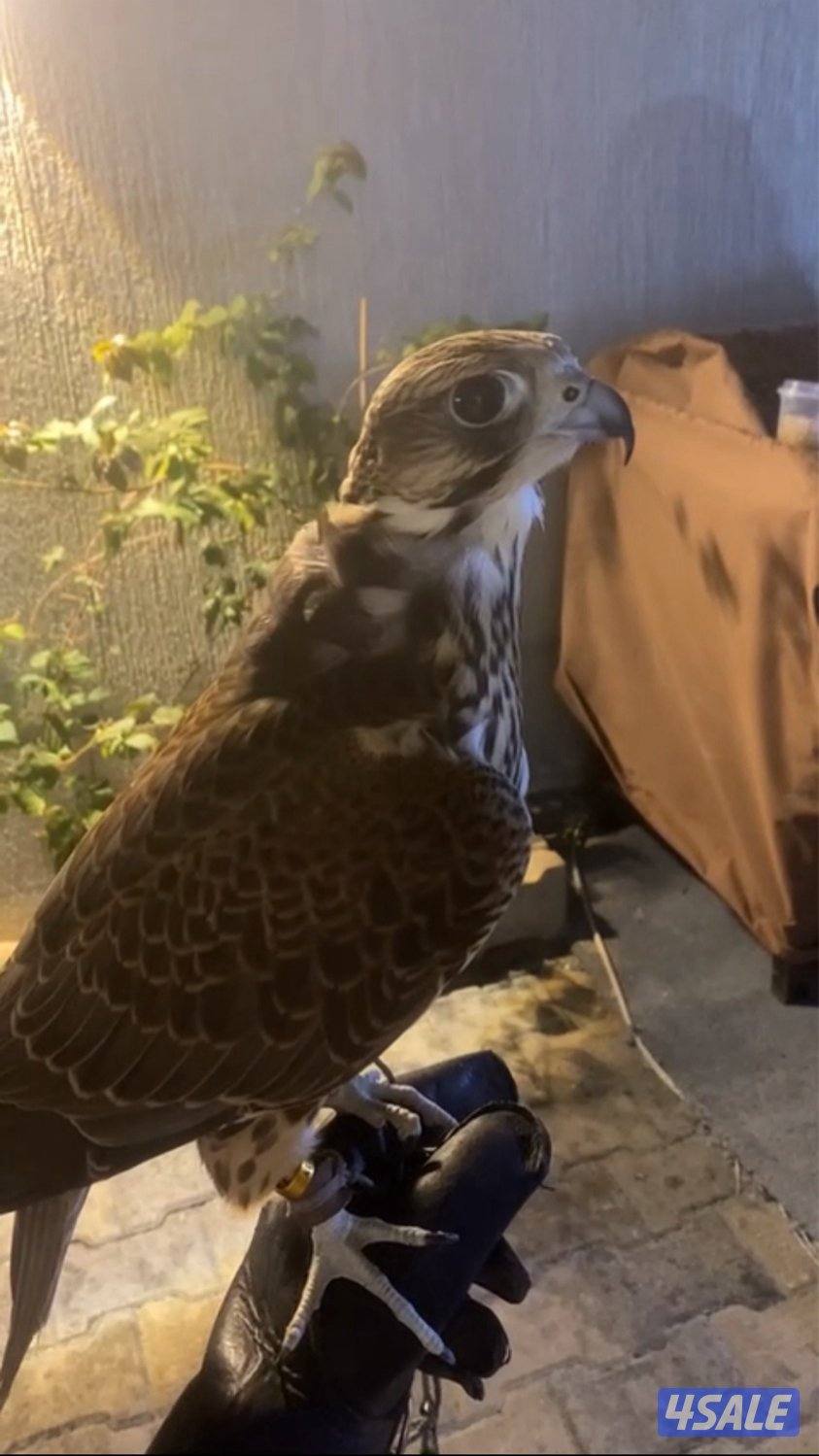 جير تبع فرخ8