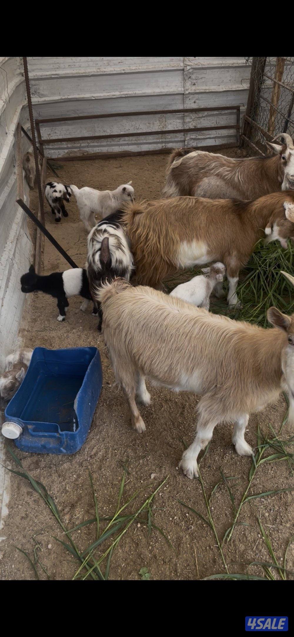 بيعه سريعه1