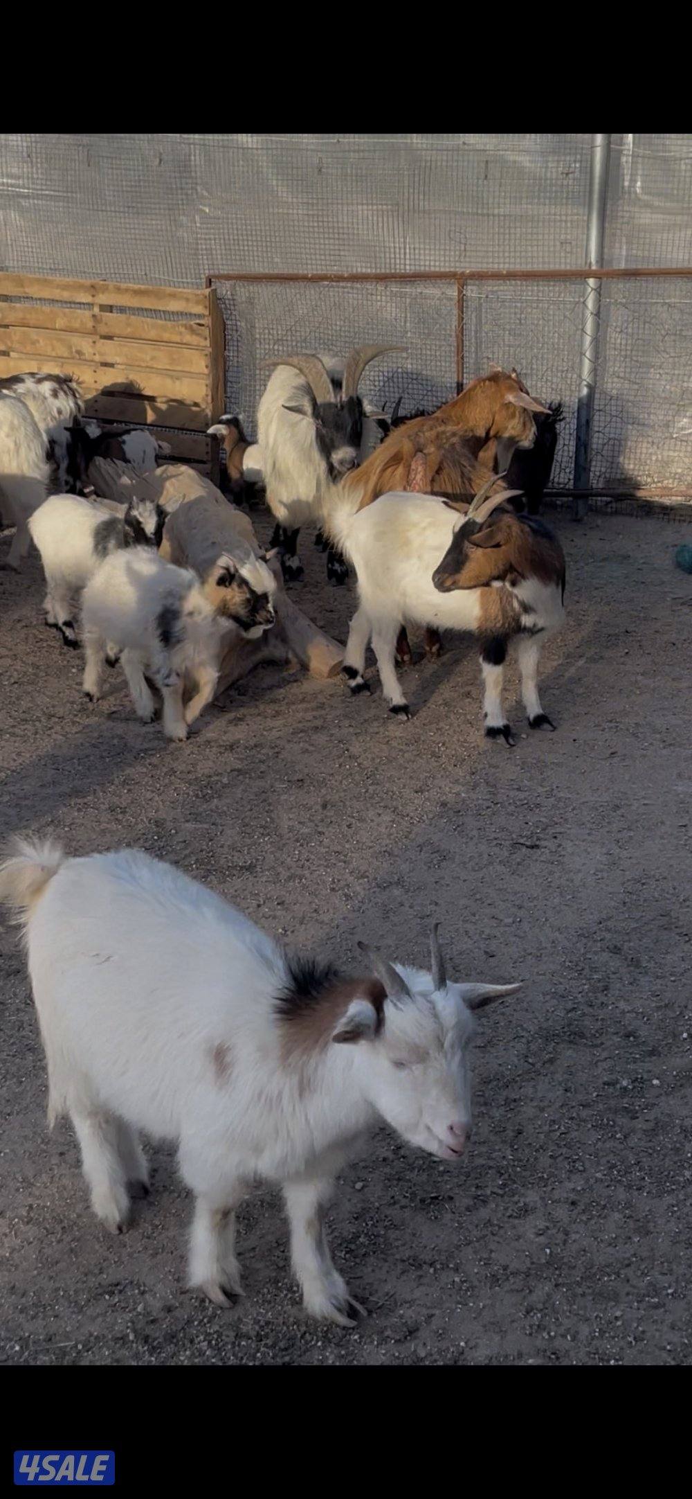 بيعه سريعه2