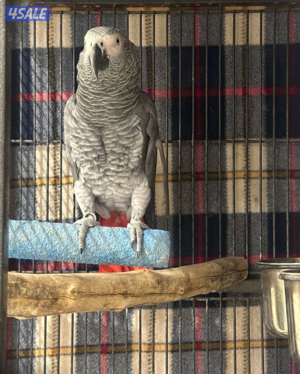 كاسكو عمره 3 سنوات  -1