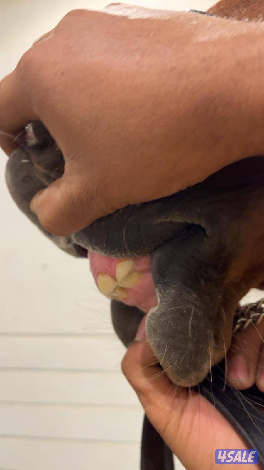 للبيع فرس مهره فاخره جدا1