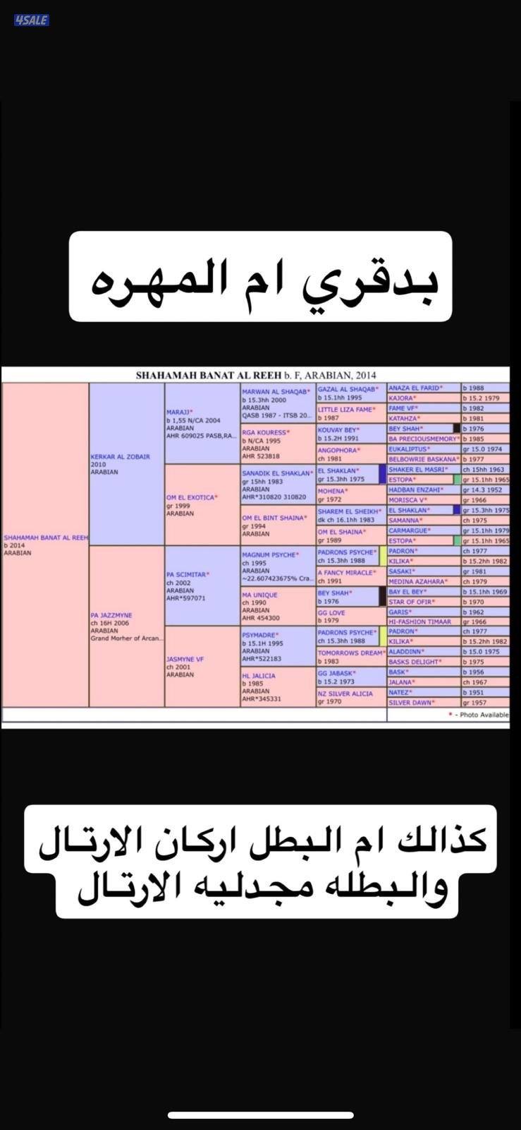 للبيع فرس مهره فاخره جدا3