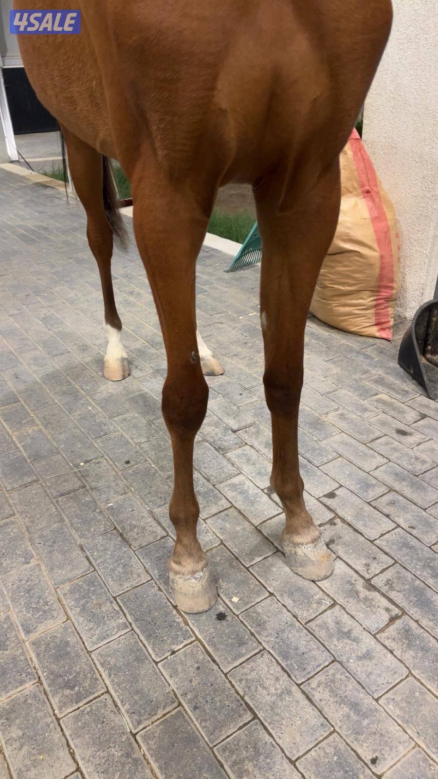 للبيع فرس مهره فاخره جدا4