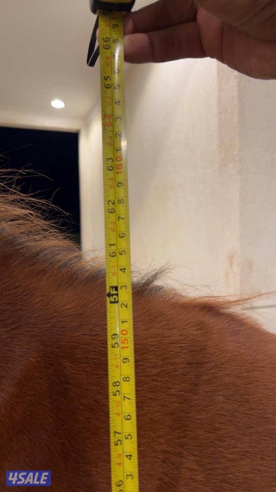 للبيع فرس مهره فاخره جدا5