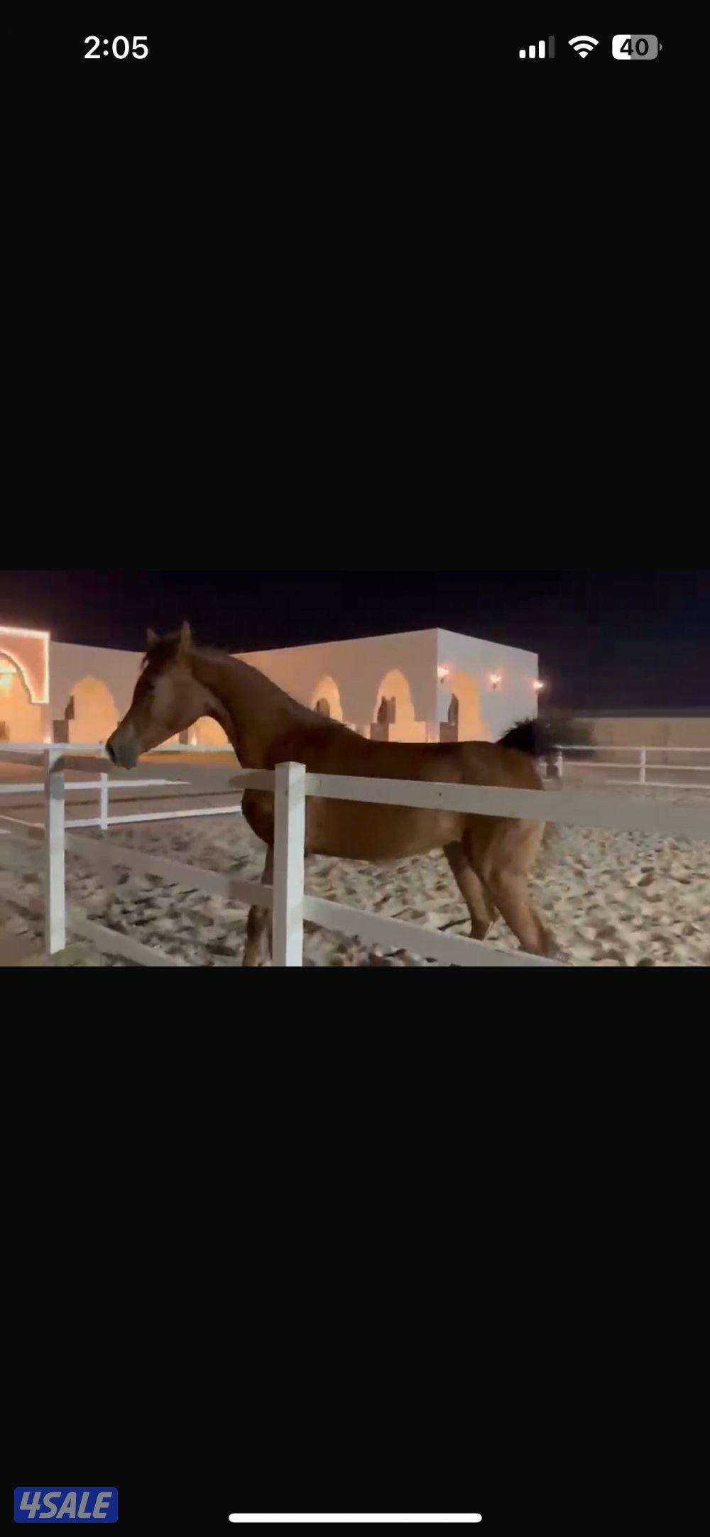 للبيع فرس مهره فاخره جدا6