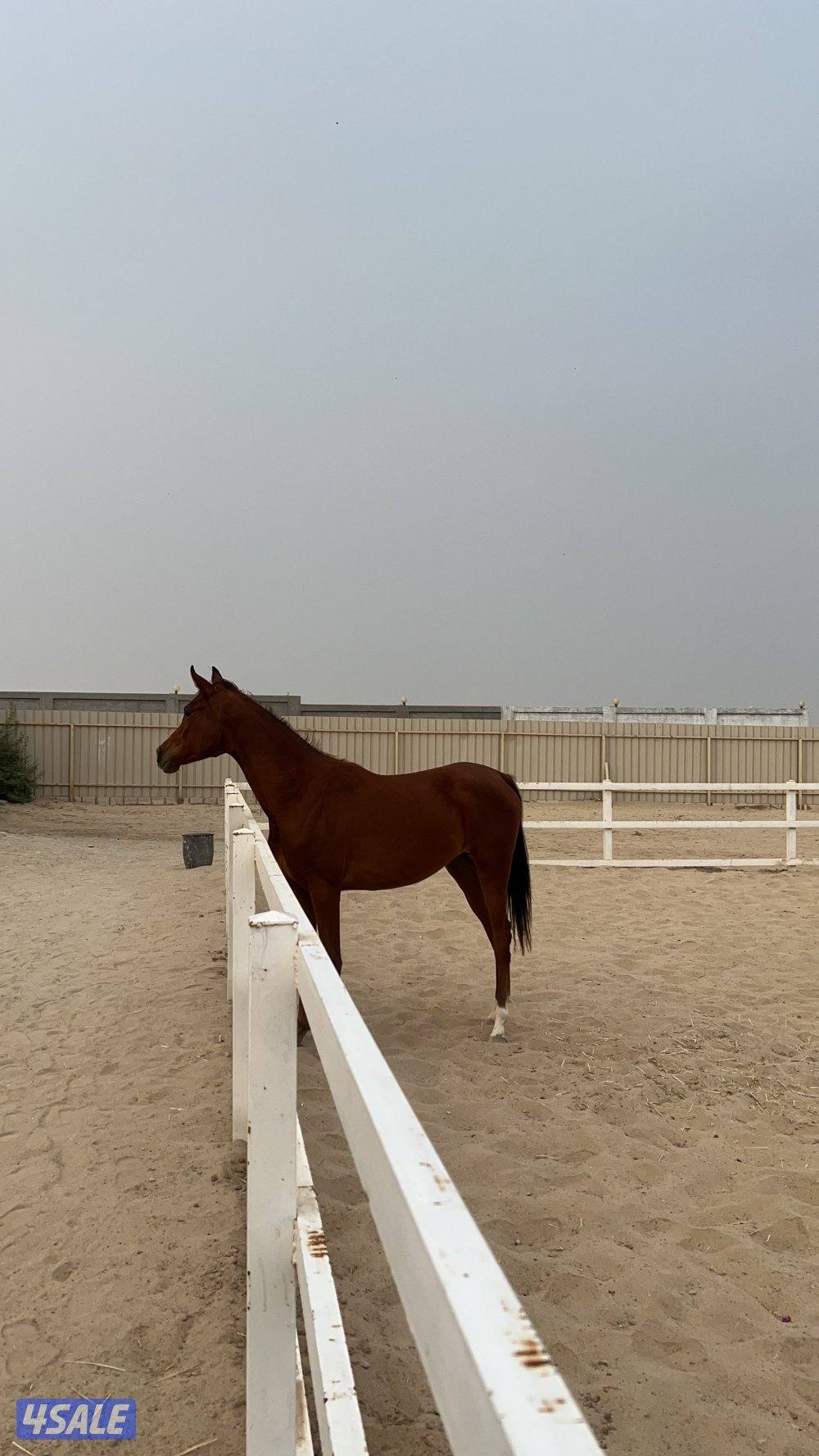للبيع فرس مهره فاخره جدا7