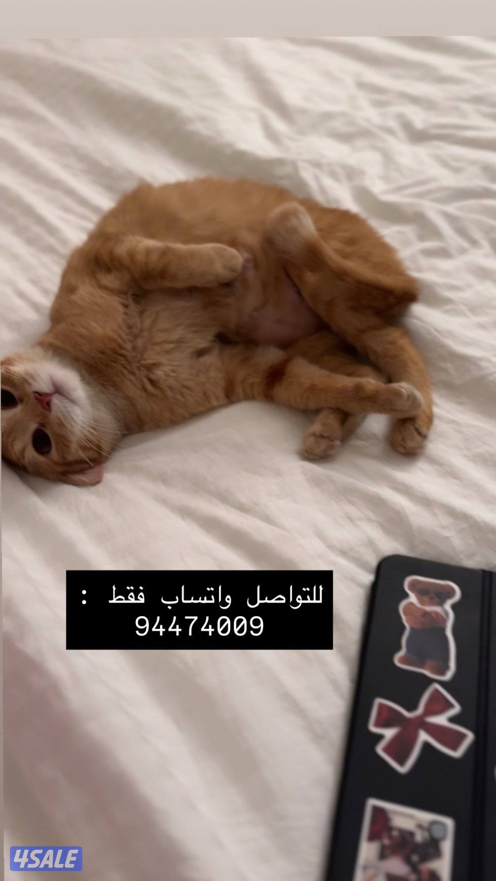 للتبني قطه0