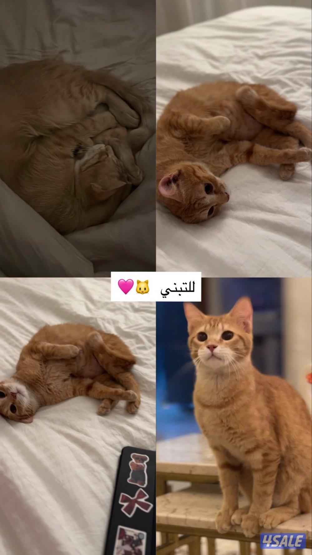 للتبني قطه1