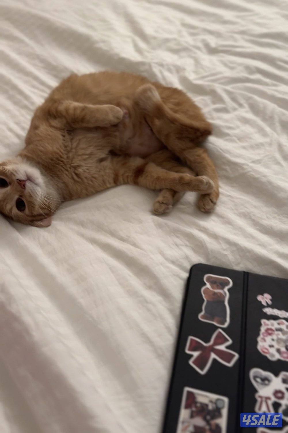 للتبني قطه2