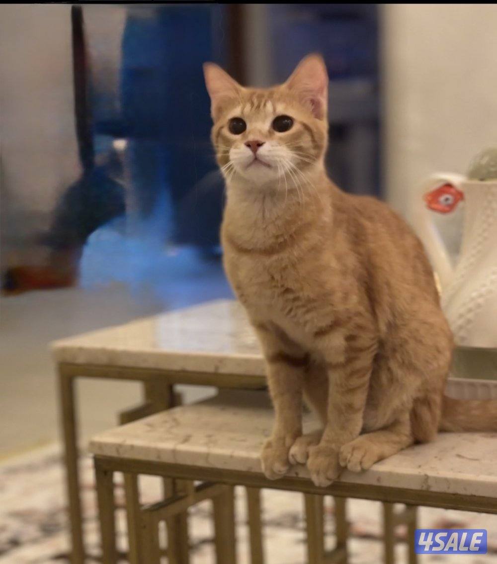 للتبني قطه3