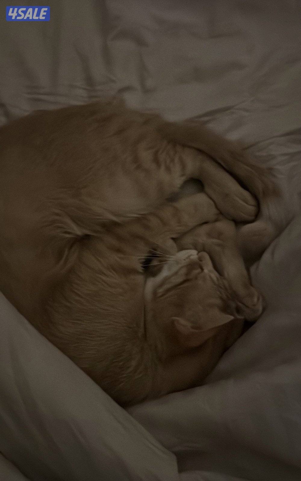 للتبني قطه5