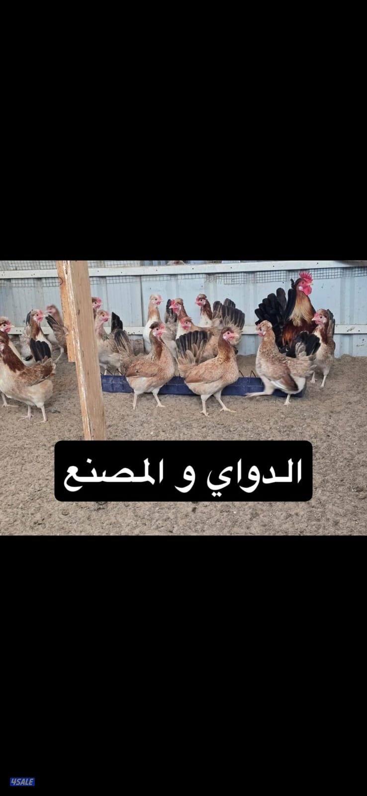 للبيع دجاج الدواي والمصنع  والديج مو للبيع0