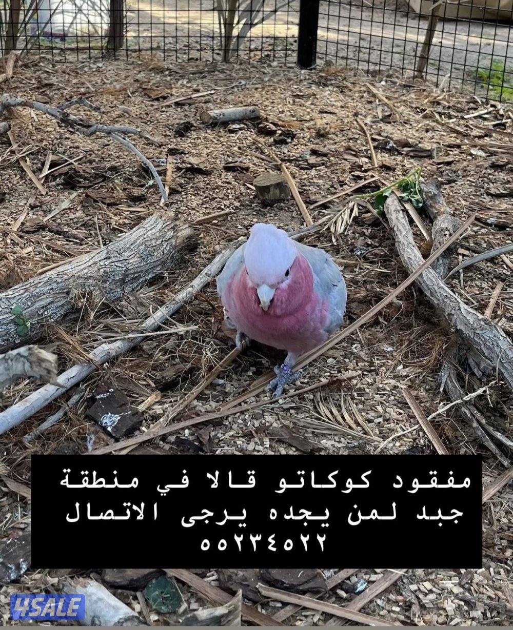 مفقود كوكاتو قالا0