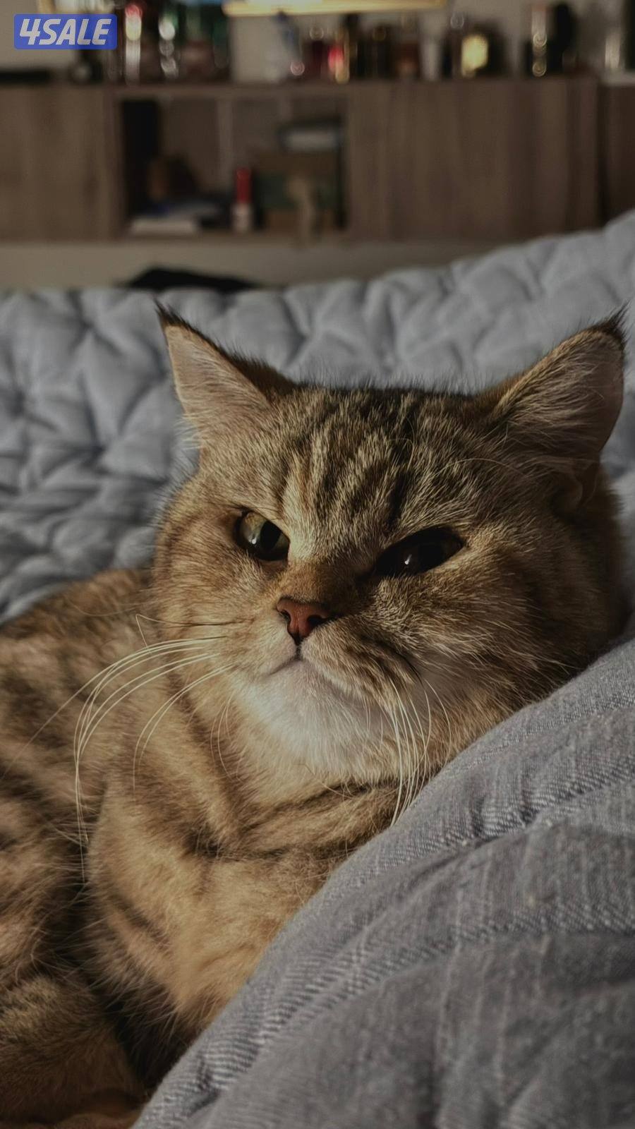 قطه للتبني برتش نثيه معقمه العمر ٣ سنوات0