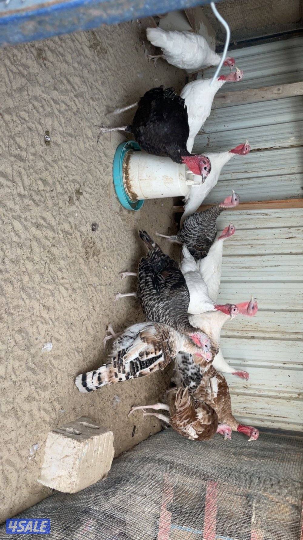 للبيع دجاج رومي شبب0