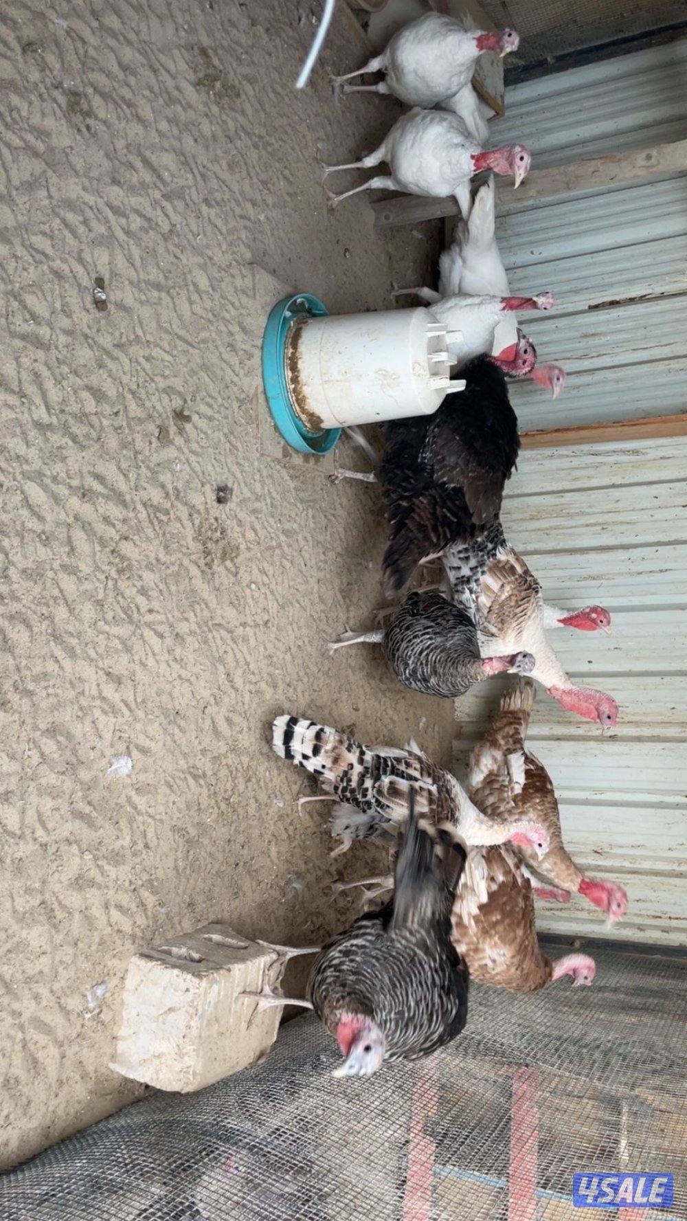 للبيع دجاج رومي شبب1