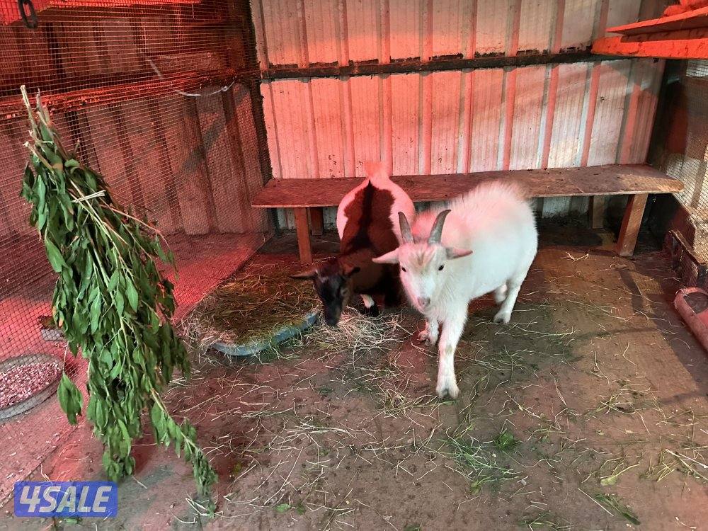 تيس + معزة جيكيات0