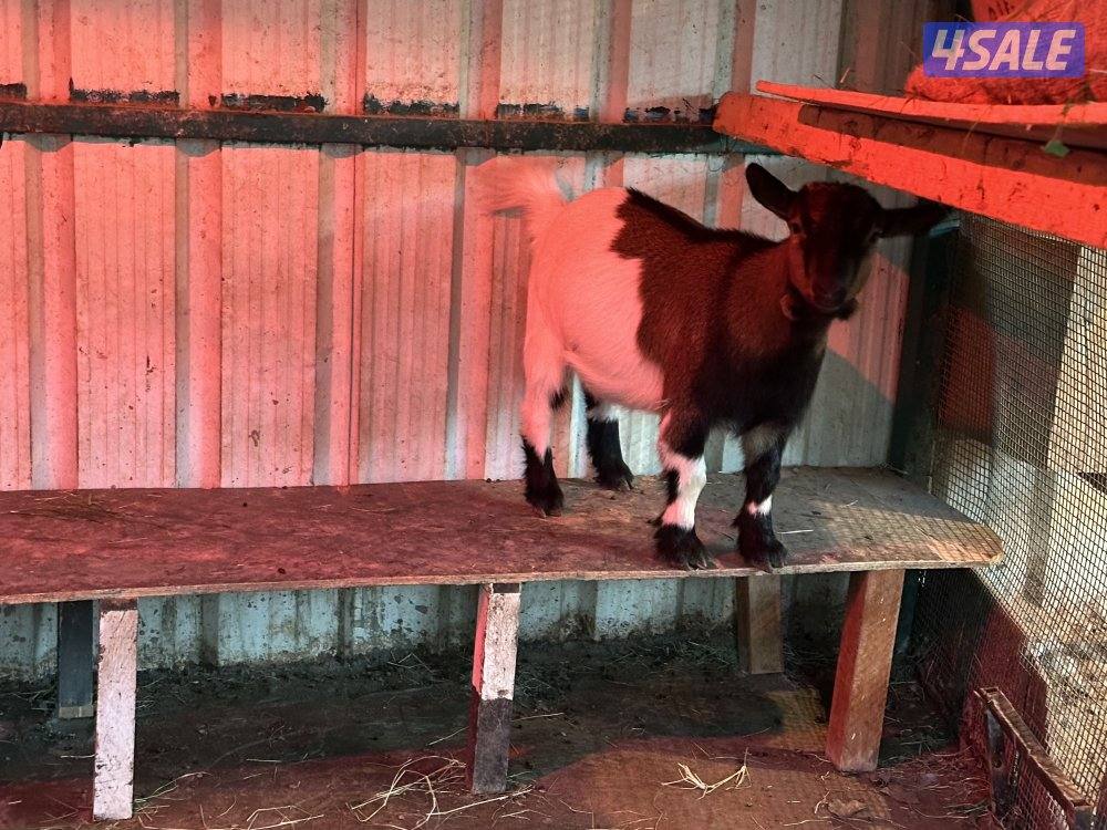 تيس + معزة جيكيات1