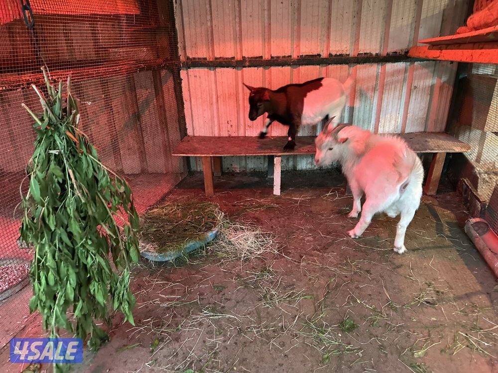 تيس + معزة جيكيات2