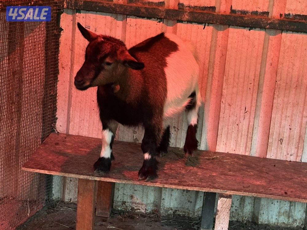 تيس + معزة جيكيات3