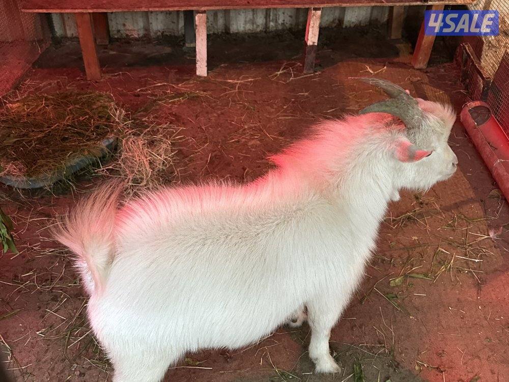 تيس + معزة جيكيات4