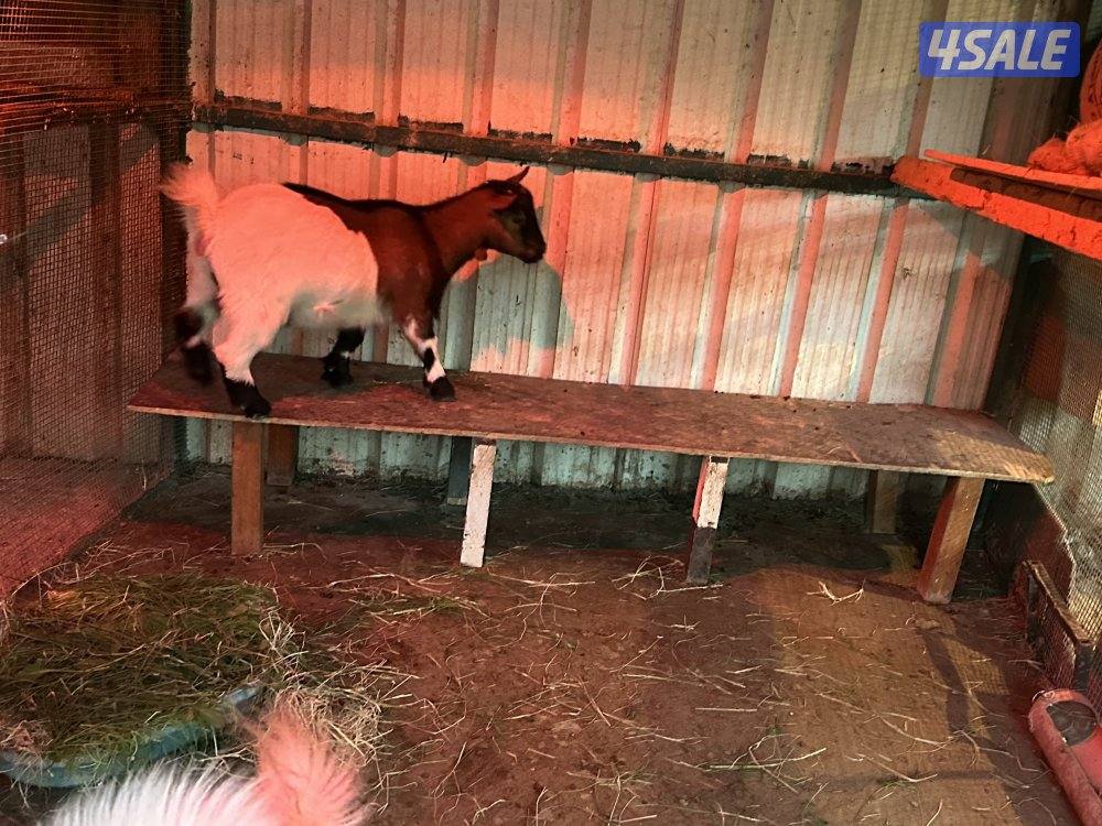 تيس + معزة جيكيات5