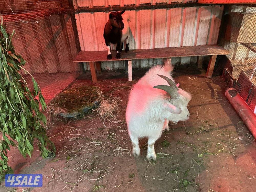 تيس + معزة جيكيات6