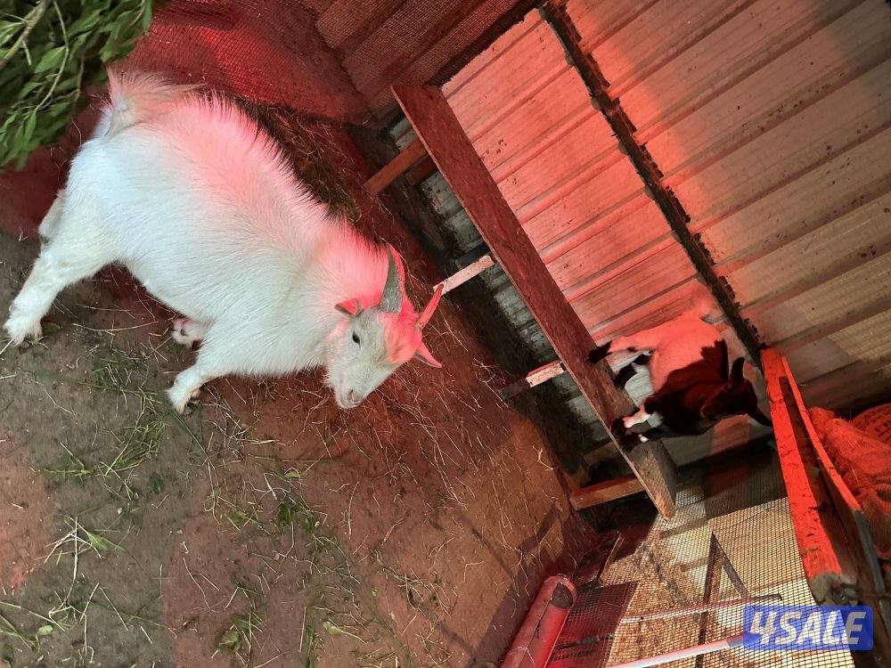 تيس + معزة جيكيات7